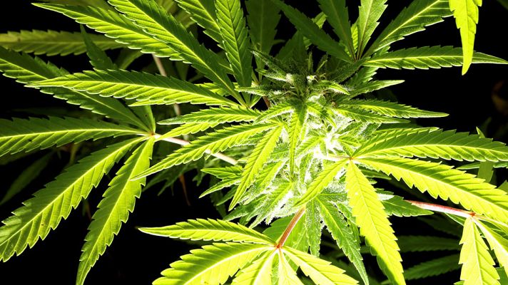 Telediario 1 - La edad de inicio en el consumo de cannabis baja a los 12 años