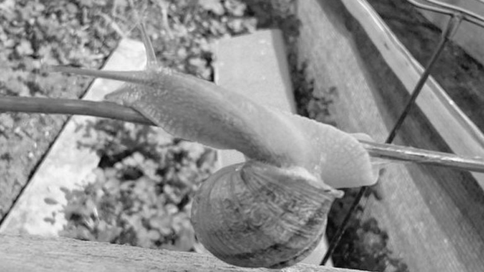 ¿Para qué se usa la baba de caracol?