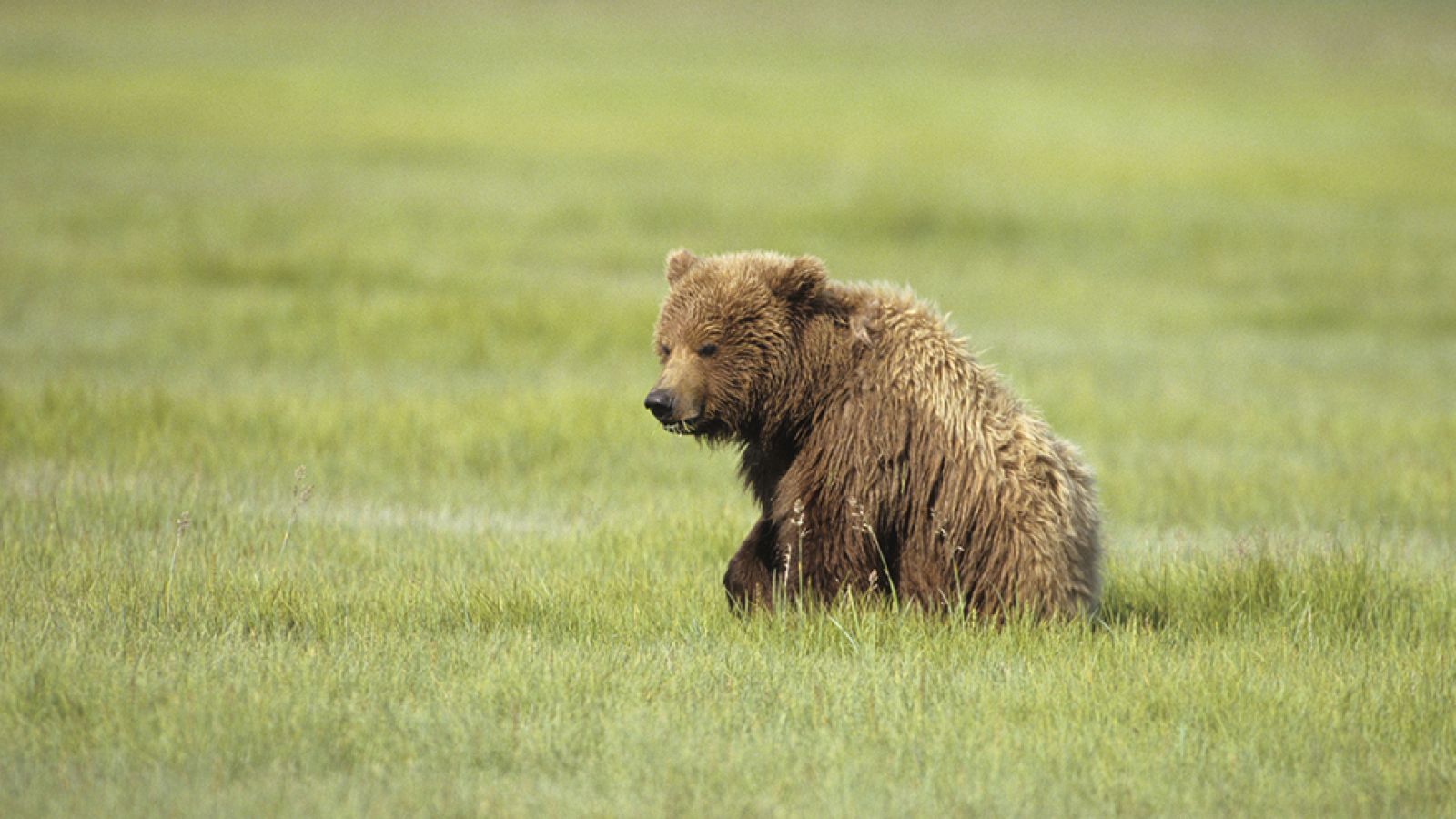 Grandes documentales - Alaska salvaje - ver ahora