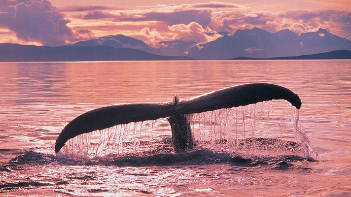 Grandes documentales - Gigantes de las profundidades