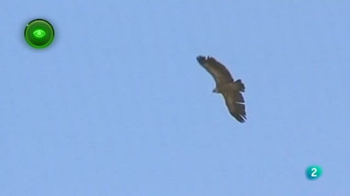 Agrosfera - Comedero de buitres