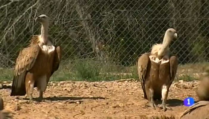 Noticias Aragón - Observatorio de buitres