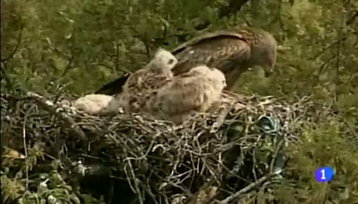 Noticias Aragón - Estudiando la migración del milano