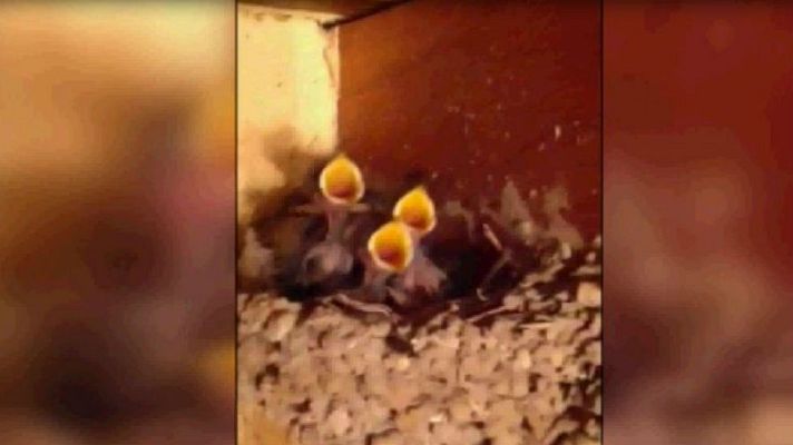 Aquí la Tierra - Golondrinas, a ritmo de Queen