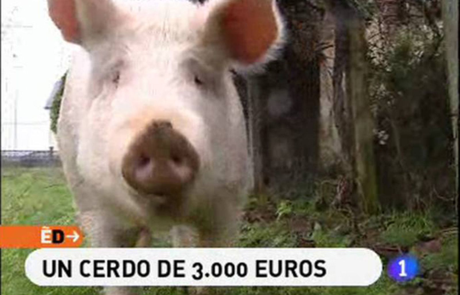 España Directo - Un cerdo de 3.000 euros | Ver