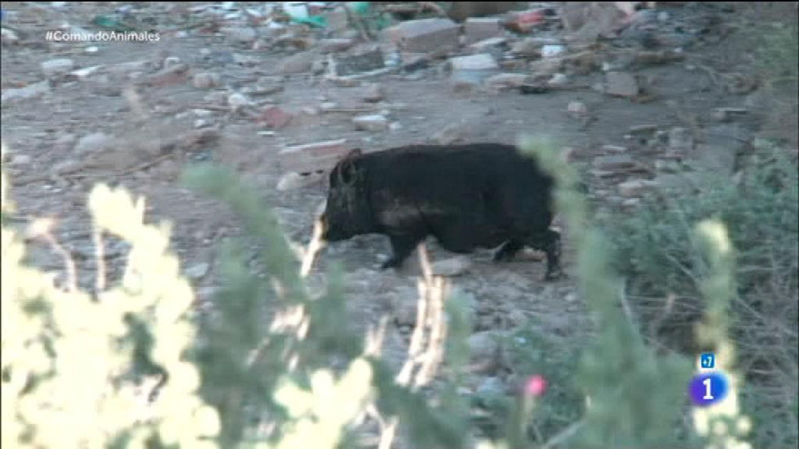 Comando Actualidad - Uno más de la família - Cerdos vietnamitas