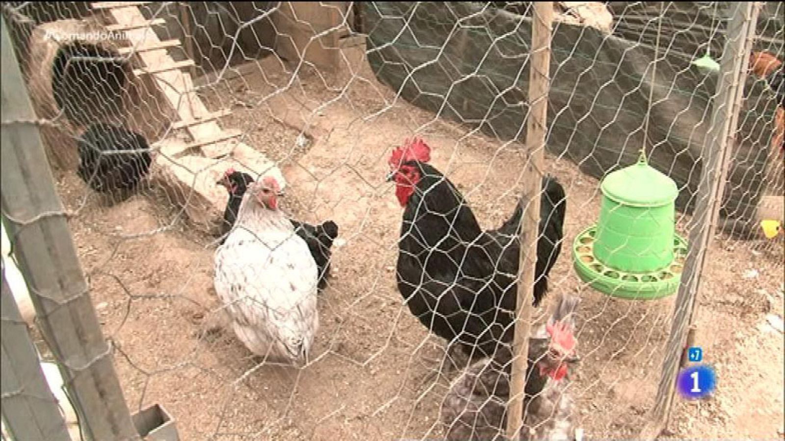 Comando Actualidad - Uno más de la família - Gallinas misses