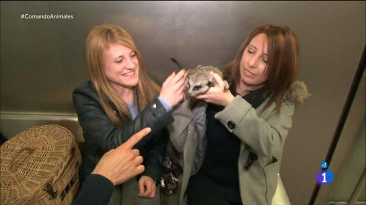 Comando Actualidad - Uno más de la família - Animales exóticos