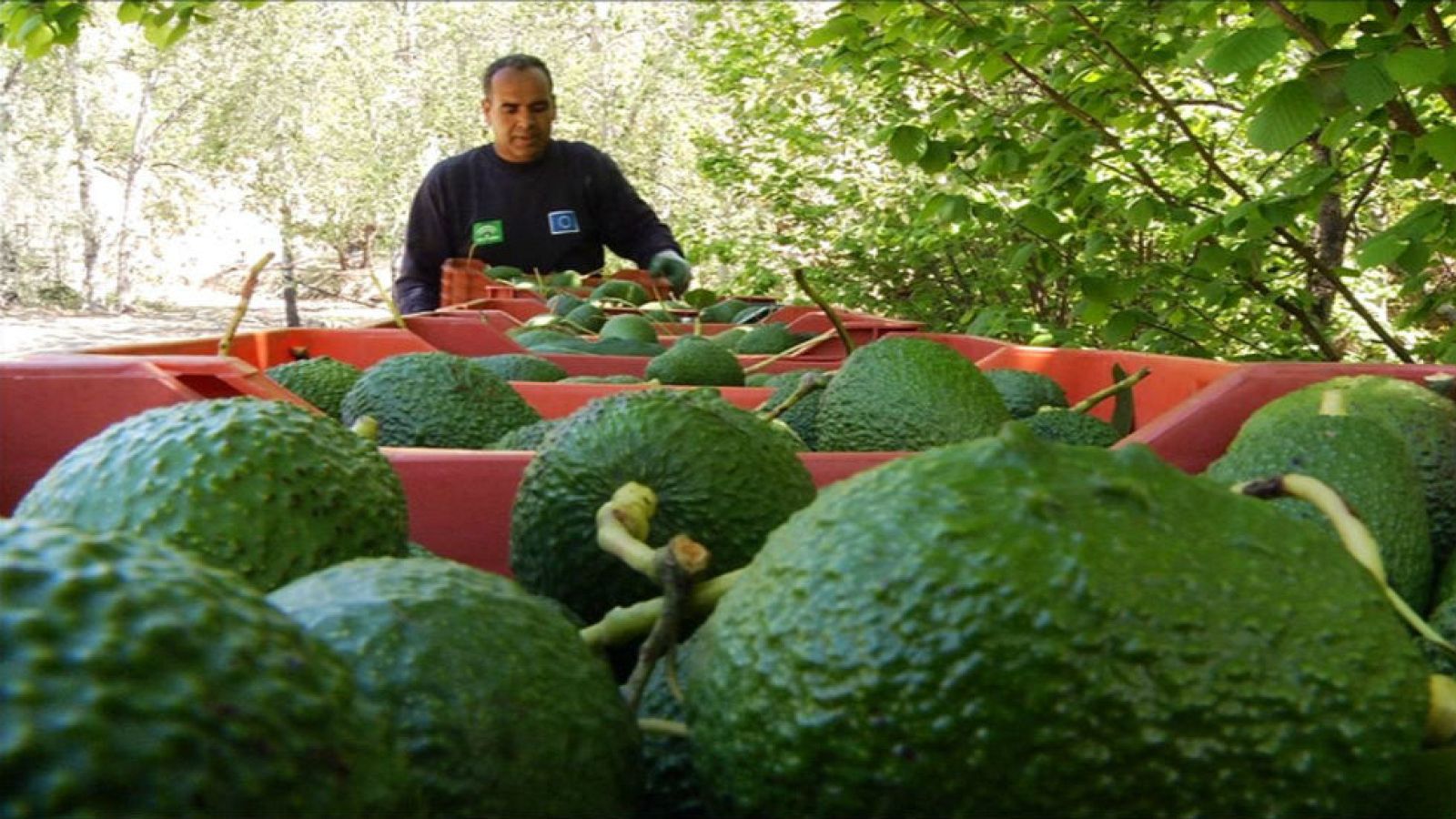 Aguacate: salud y sabor