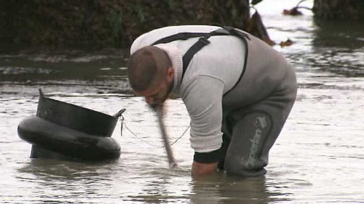 El escarabajo verde - La mar de ácido