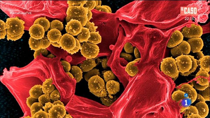 La mañana - Medicación, dieta y flora