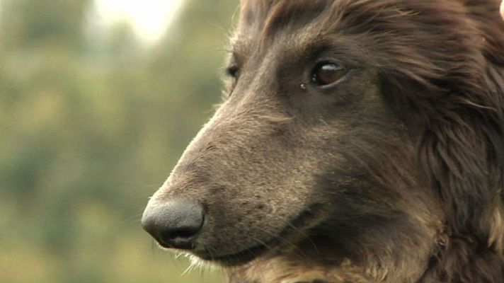 Aquí la Tierra - El galgo afgano, un compañero de viaje