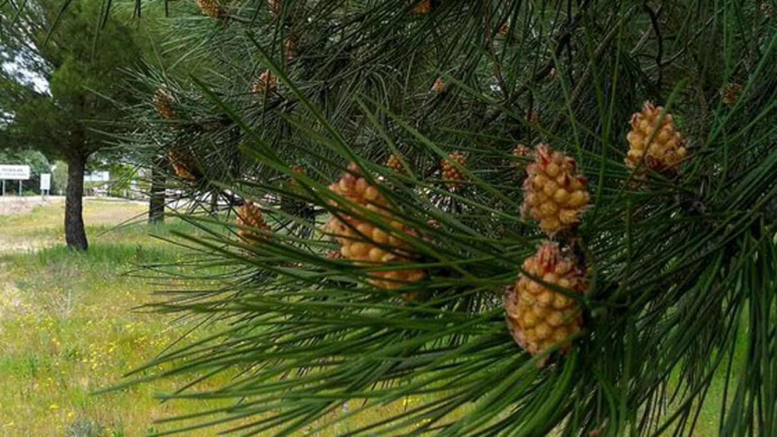 Pedrajas de San Esteban, el pueblo piñonero