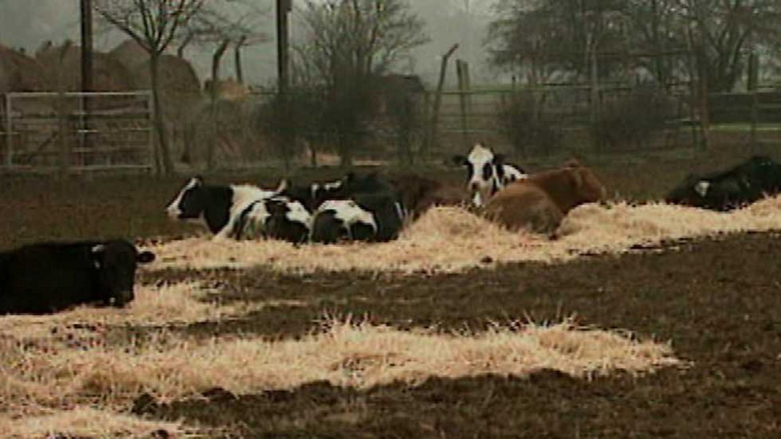 Fue informe - El mal de las 'vacas locas' (1996) - Ver ahora