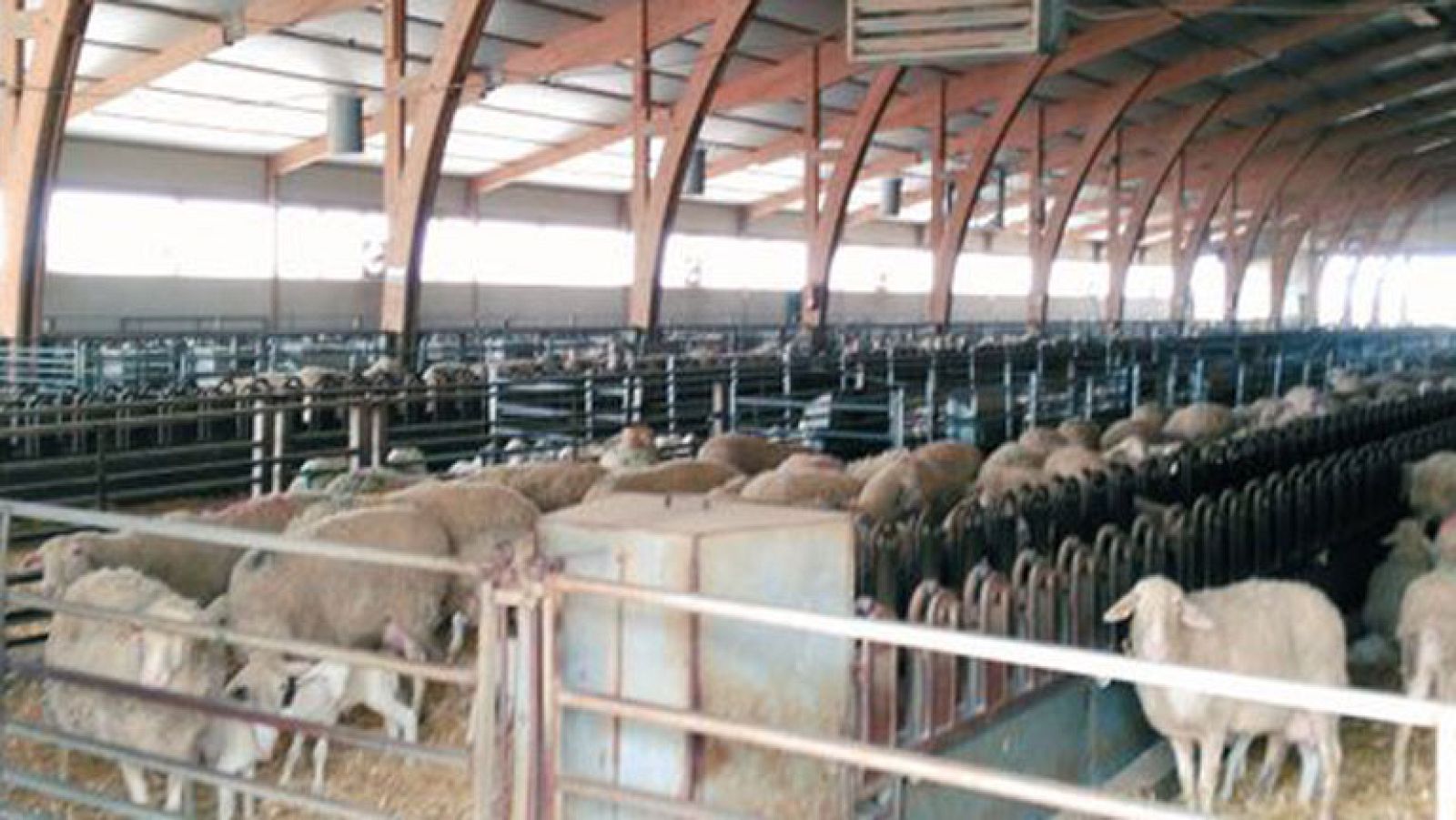 El mejor queso del mundo ¡es manchego!