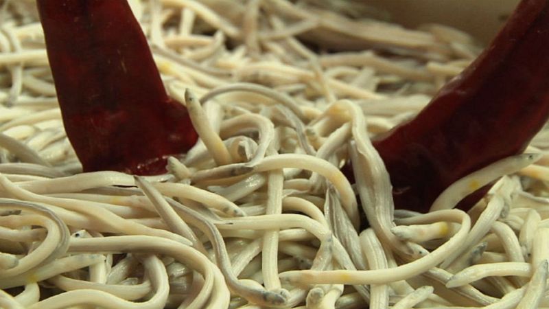 Aquí la tierra - El alevín de la anguila