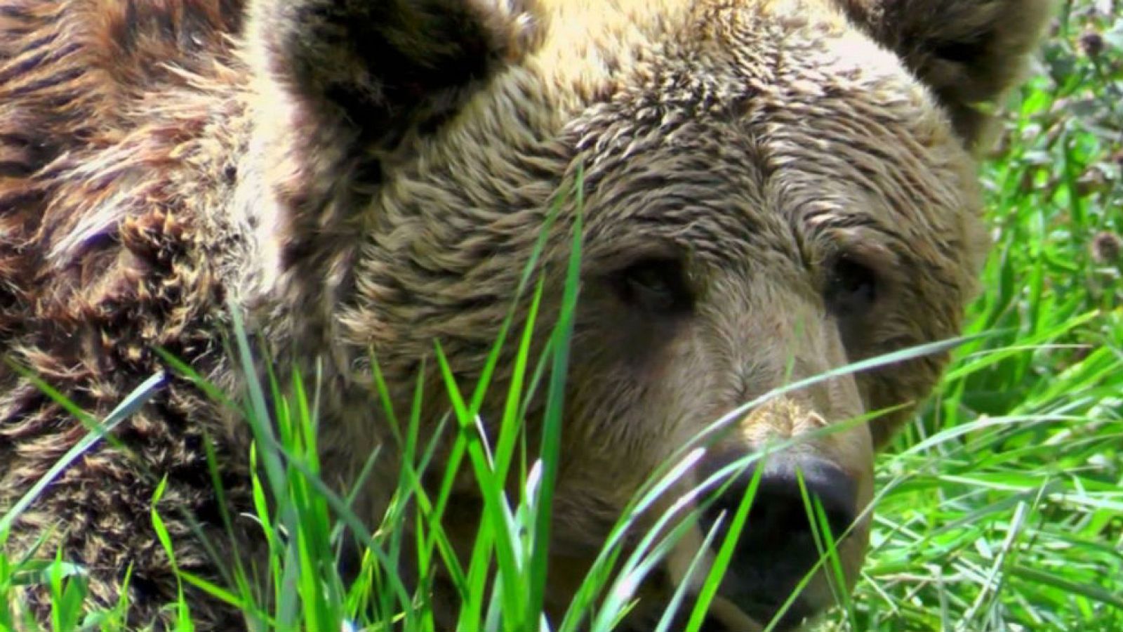 La senda del oso pardo