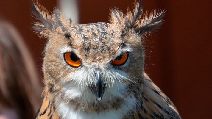 Telediario 1 - Conociendo a los animales surge la concienciación