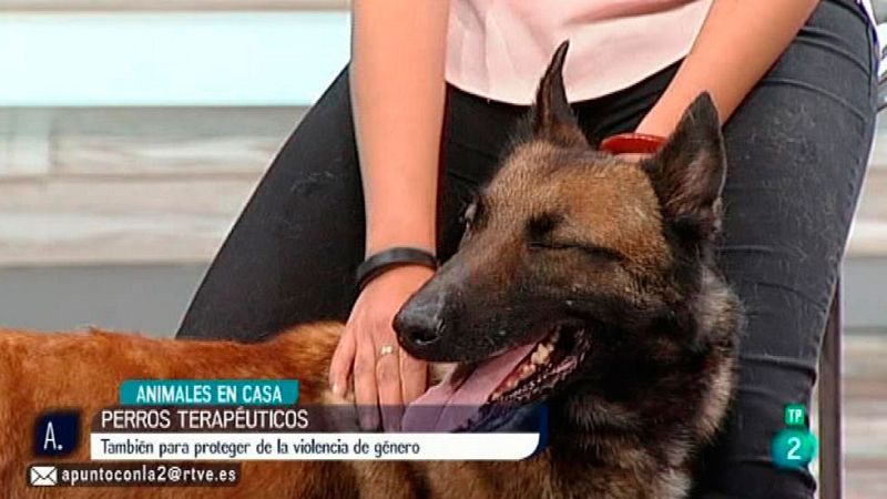 A punto con La 2 - Animales en casa - Perros terap�uticos de defensa