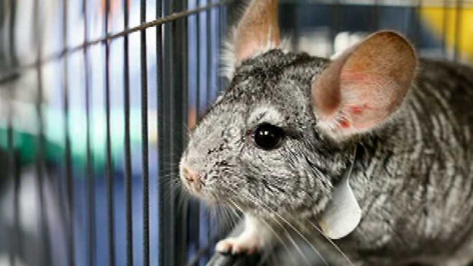 Saber y ganar - 23/05/16 - ver ahora