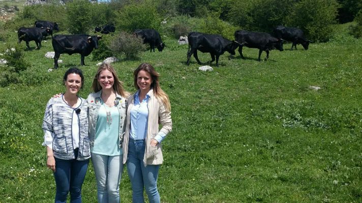 Aquí la Tierra - Vacas negras andaluzas, libres como el viento