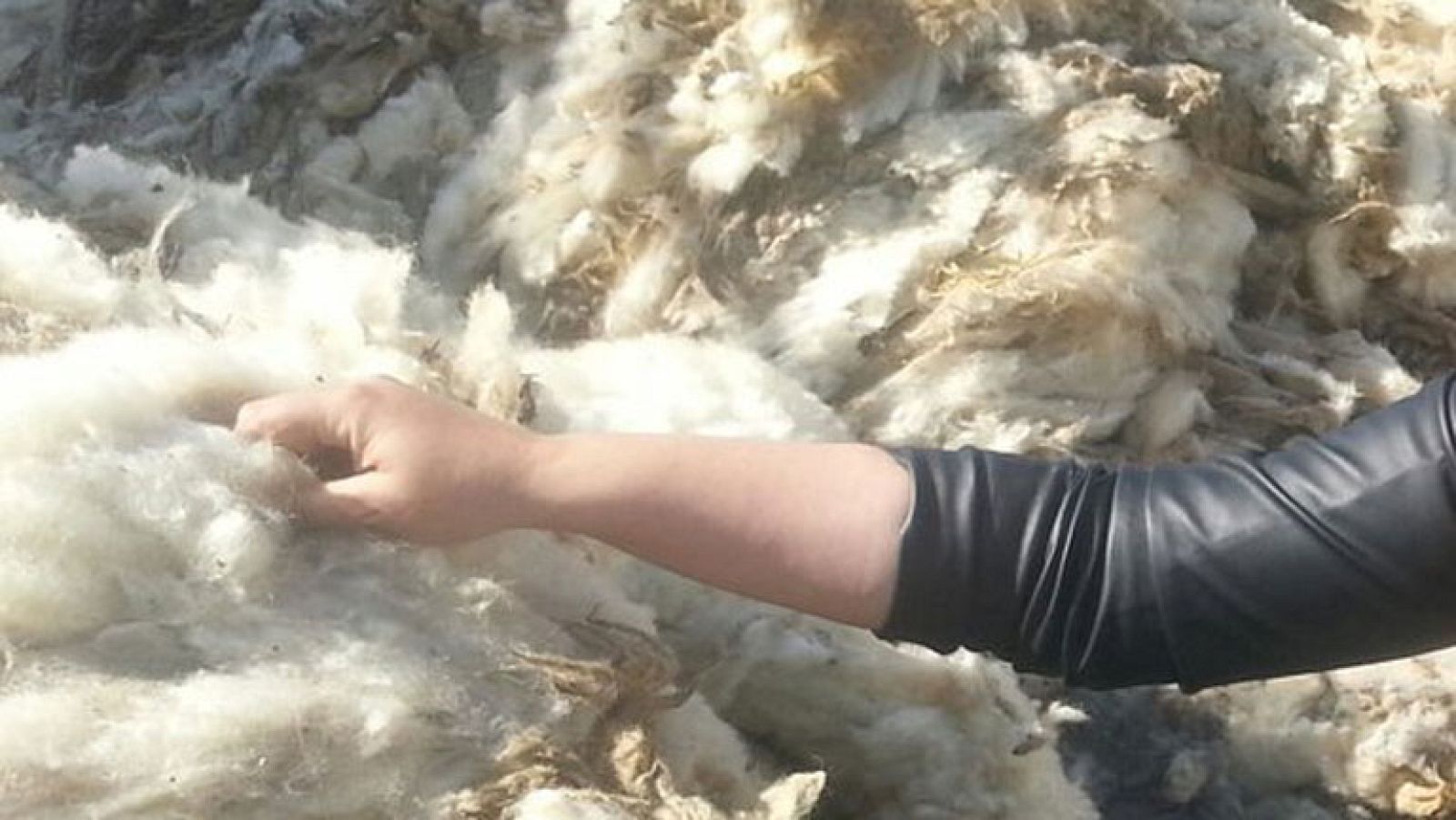 Un lavadero ¡de lana!