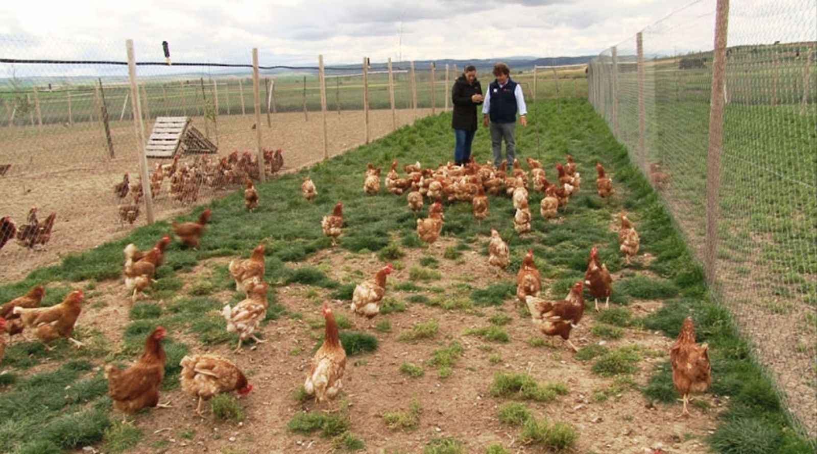 Comando Actualidad - Lo verde, vende - Huevos ecológicos