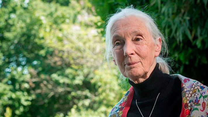 Telediario 1 - Jamen Goodall, investigadora y premio príncipe de Asturias, prepara su próximo documental sobre chimpancés