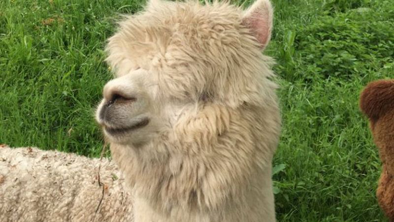 España Directo- Esquilando alpacas