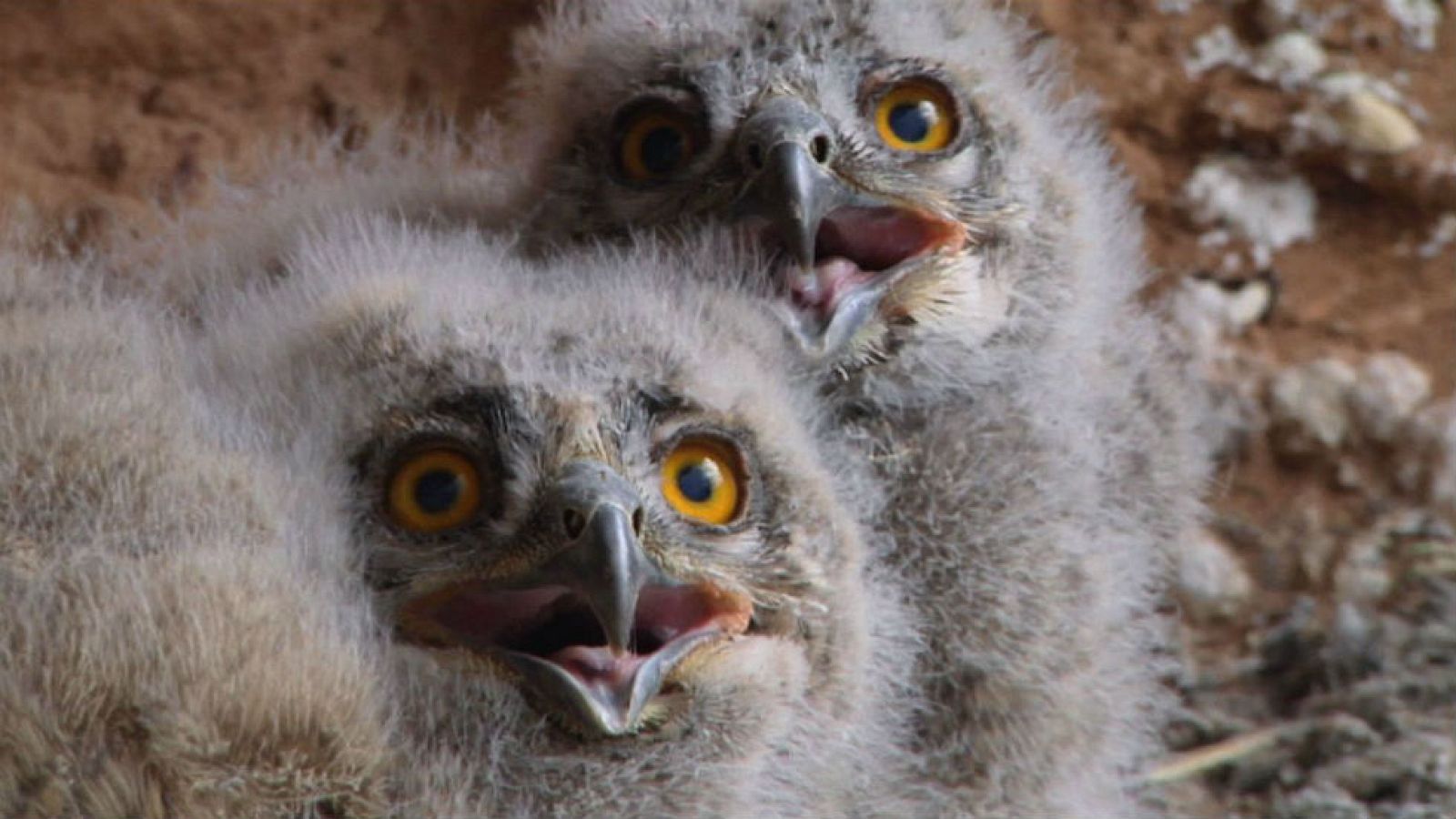 Luismi y el búho real