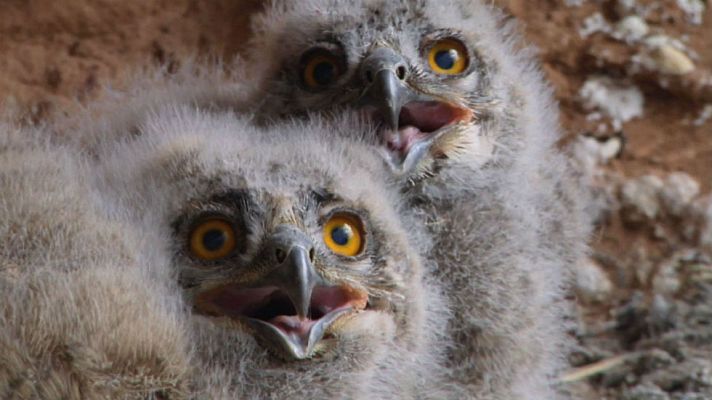 Aquí la Tierra - Luismi y el búho real