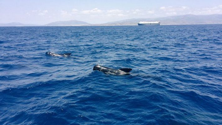 España Directo - Avistamiento de delfines y ballenas
