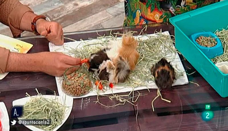 A punto con La 2 - Animales en casa - Ex�ticos y abandonados