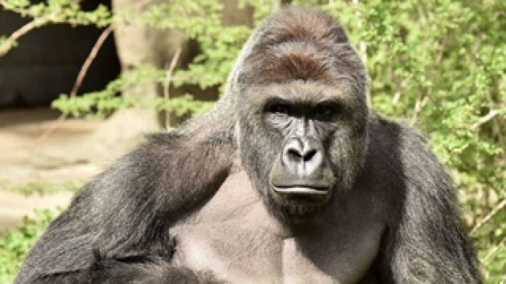 Telediario 1 - Matan a un gorila en un zoo de EE.UU para salvar a un niño
