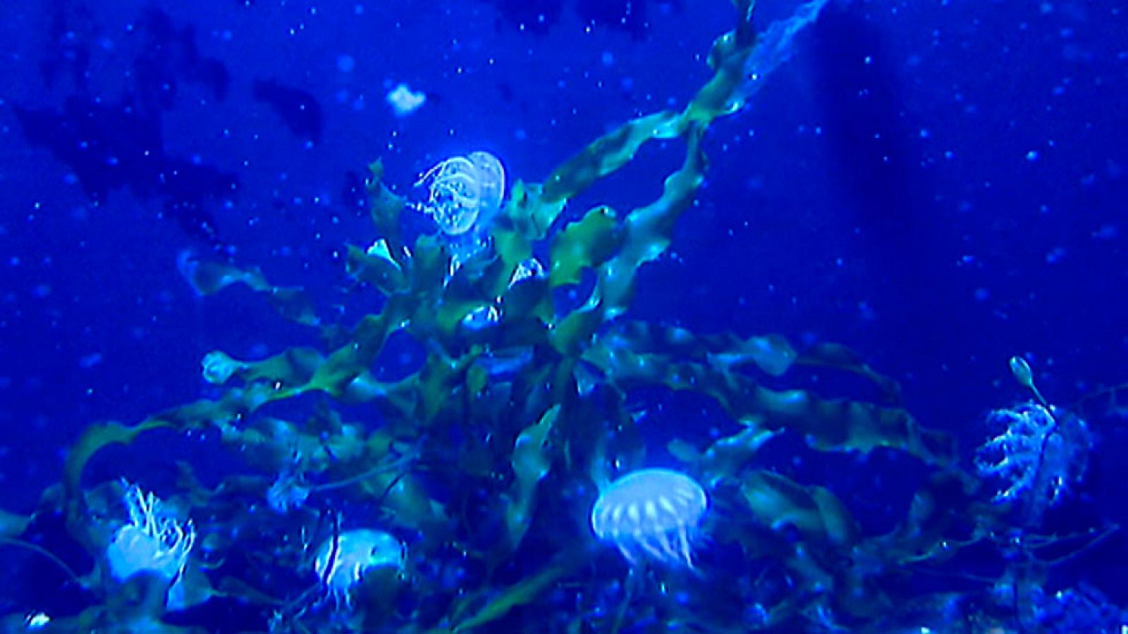 Objetivo: frenar a las medusas en las playas