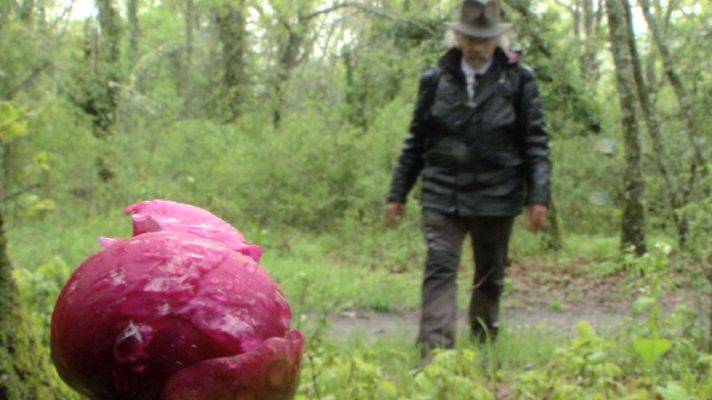 Aquí la Tierra - ¿Qué propiedades casi mágicas tiene la peonia?