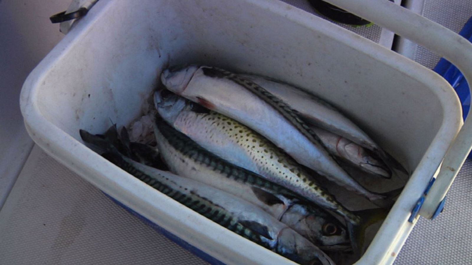 Aquí la Tierra - Los mejores trucos para pescar caballas