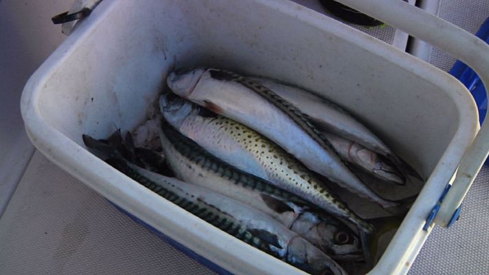 Aquí la Tierra - Los mejores trucos para pescar caballas