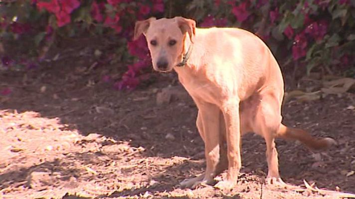 L'informatiu - Comunitat Valenciana - L'Informatiu - Comunitat Valenciana 2 - 31/05/16