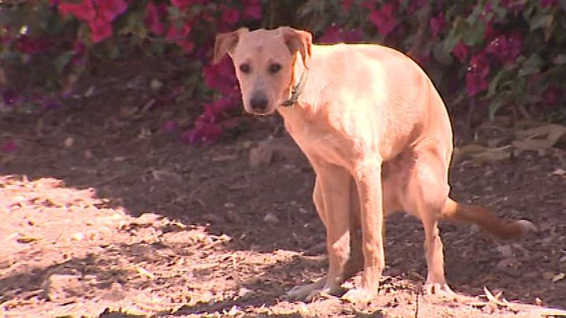 L'Informatiu - Comunitat Valenciana 2 - 31/05/16 - Ver ahora