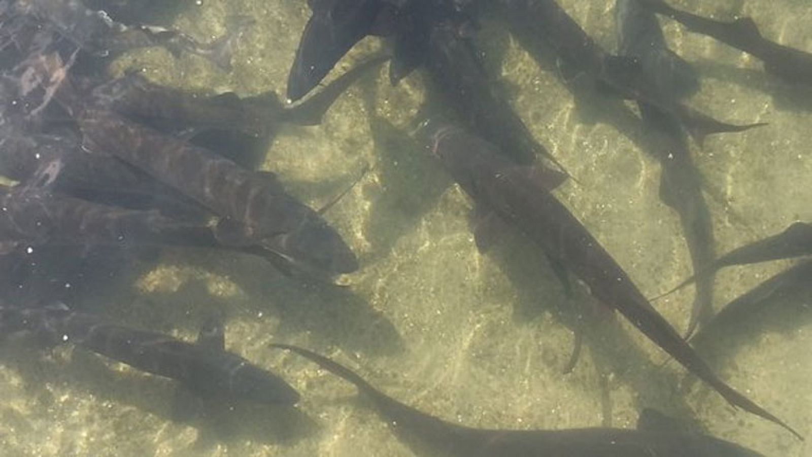 Así se hace el caviar ecológico de Riofrío