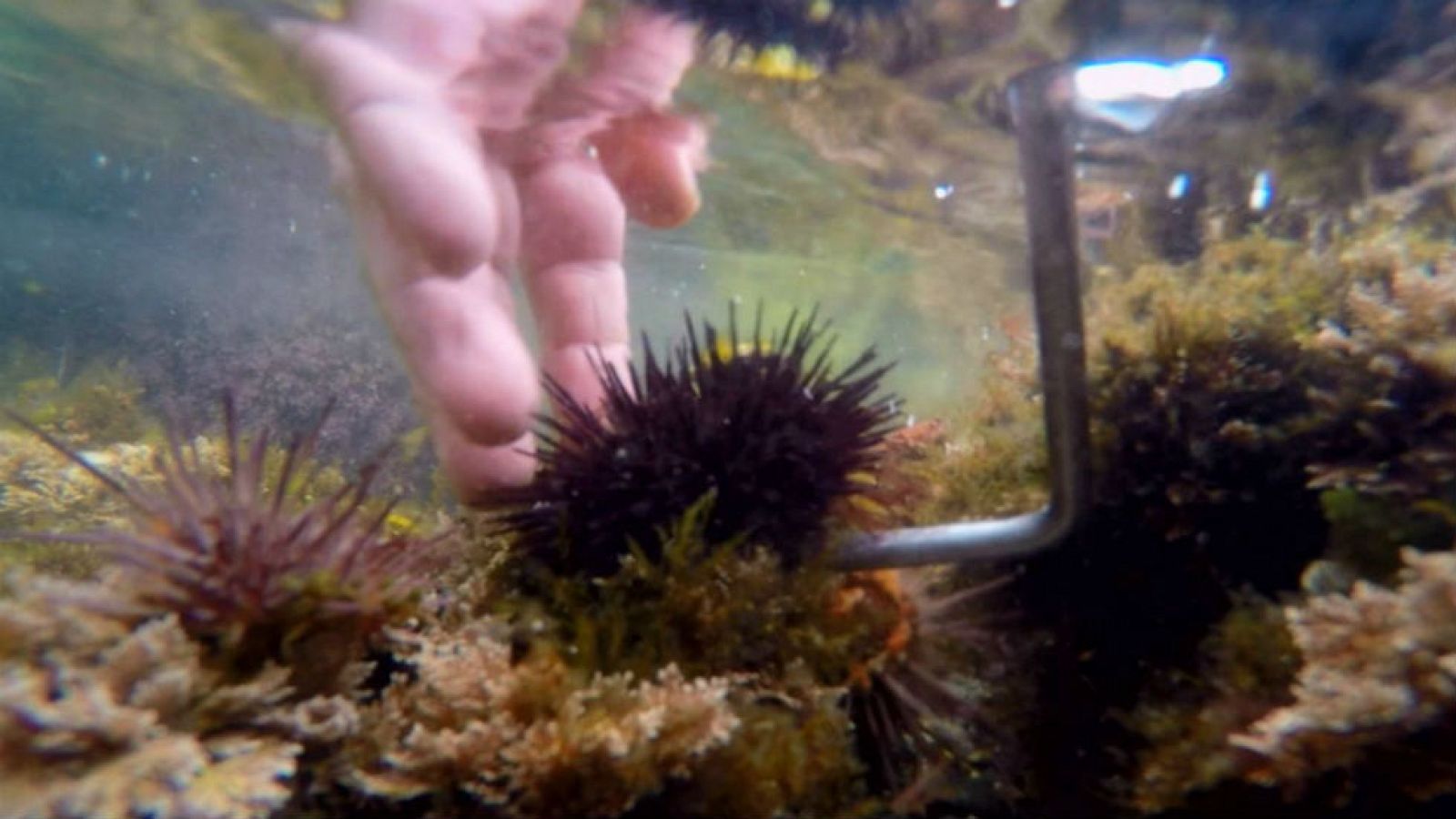 Chano y los erizos de mar