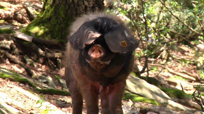 Aquí la Tierra - Euskal Txerría, cerdos de raza vasca