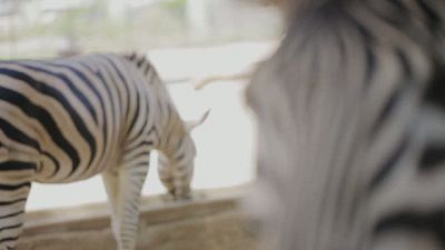 VIII Concurso de Cortos RNE - El arca de No - Ver ahora