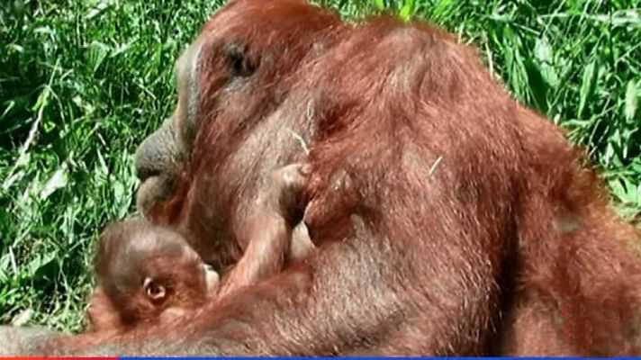 España en 24h - España en 24 horas - 01/06/16