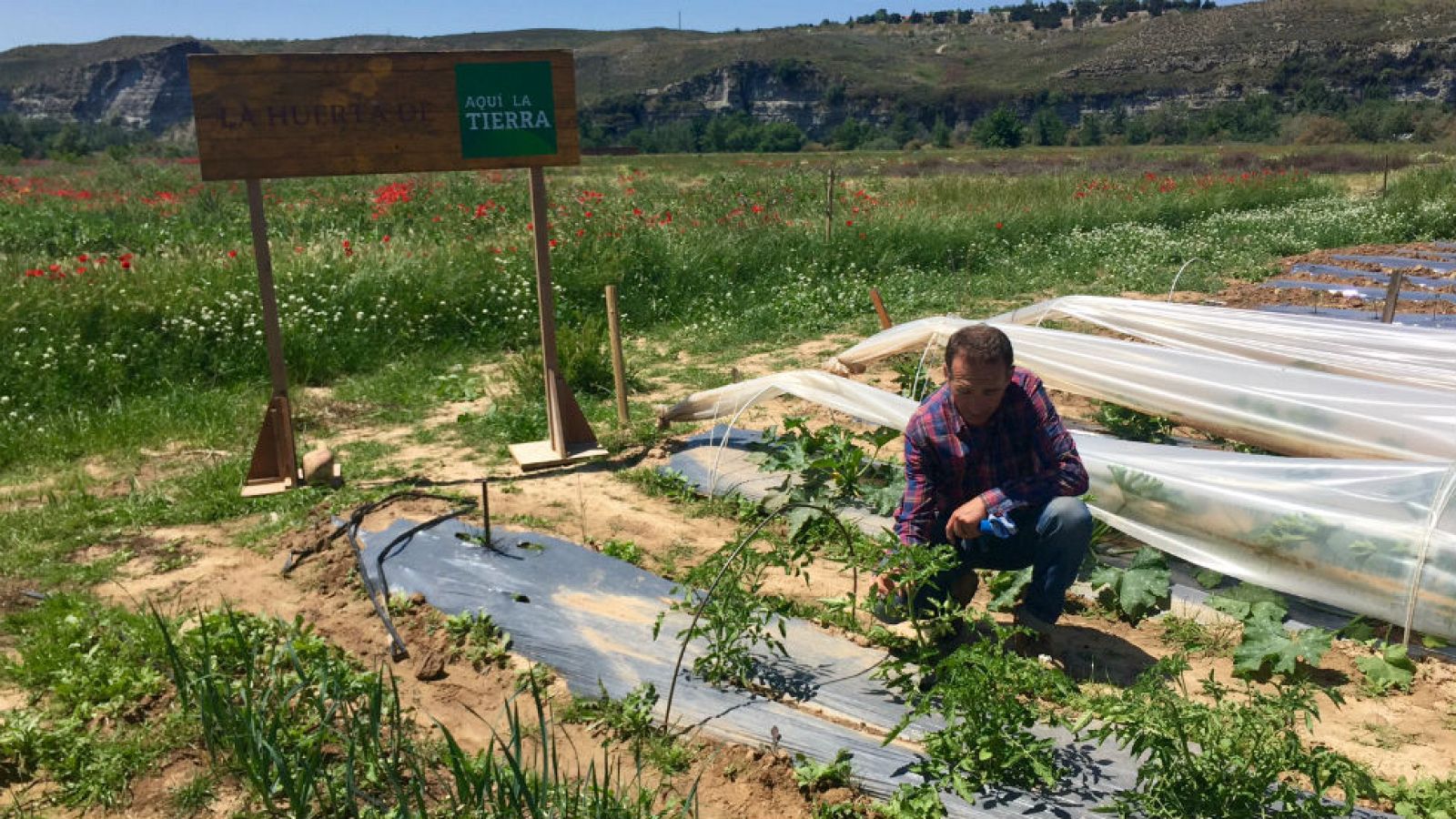 La memoria de las plantas