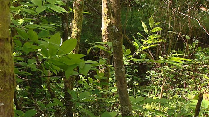 Telediario 1 - La ONU alerta del comercio ilícito de fauna y flora silvestre en el Día Mundial del Medio Ambiente