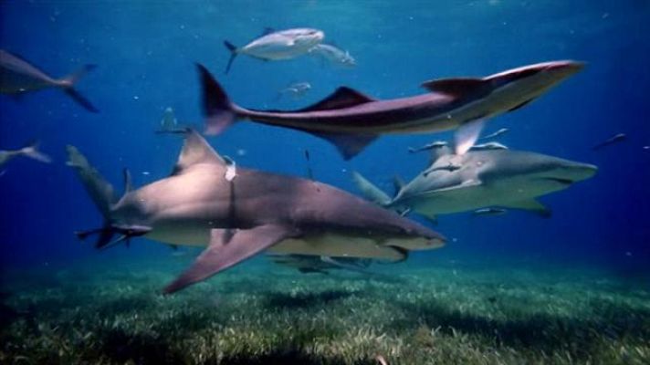 Teleplaneta - Teleplaneta - 06/06/2016