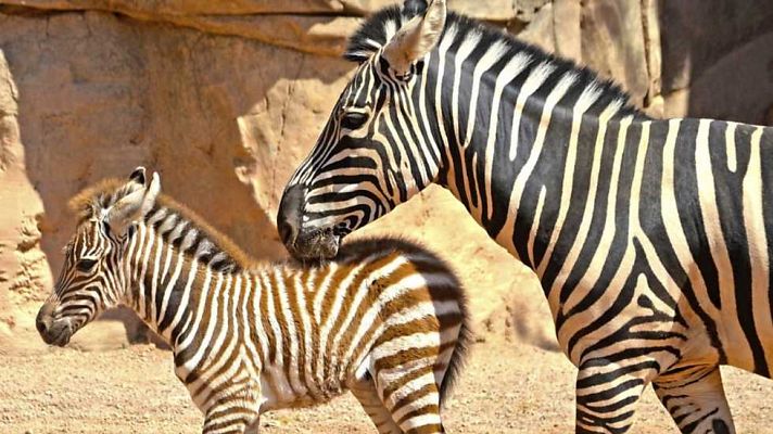 Aquí la Tierra - Aquí la Tierra - 07/06/16