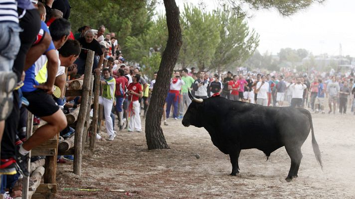 Telediario 1 - La prohibición de matar en público al Toro de la Vega se convierte en ley